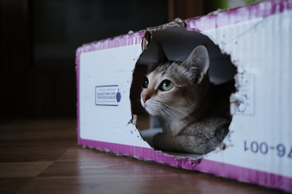 Cat inside litter box