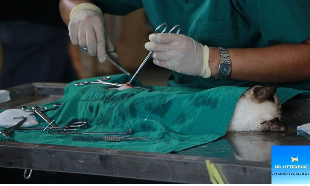 Vet performing surgery on a cat