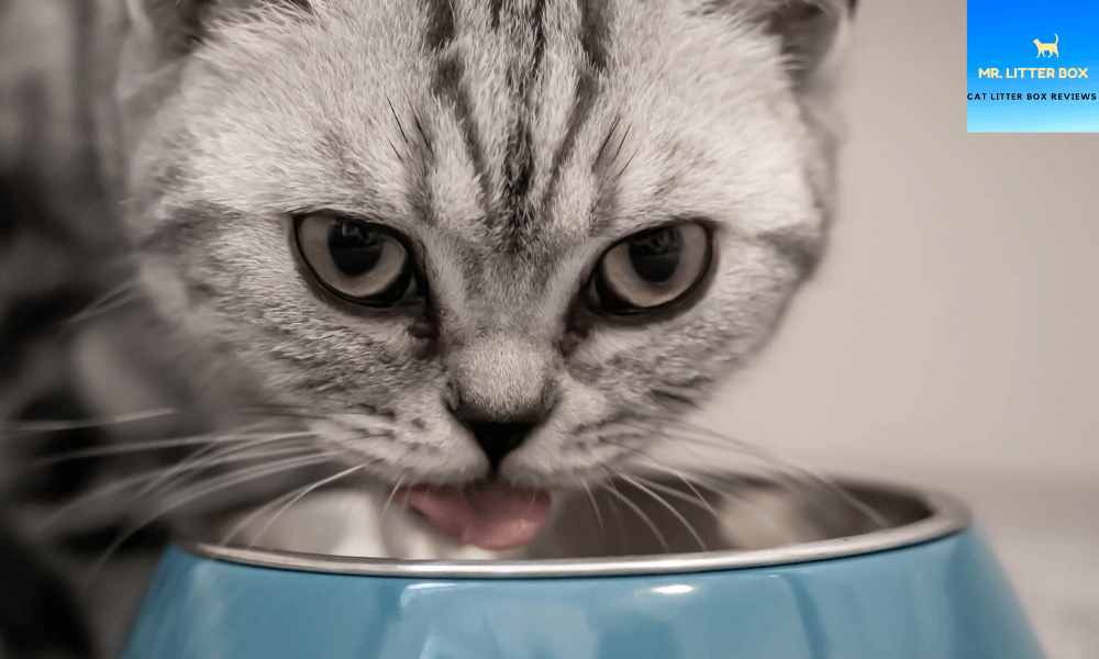 Cat licking water in a bowl