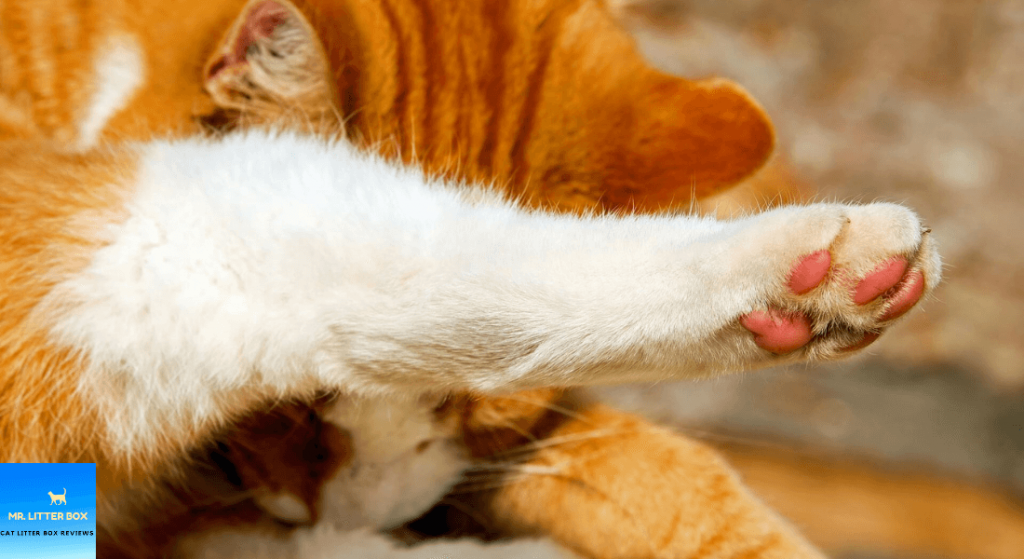Cat's paw