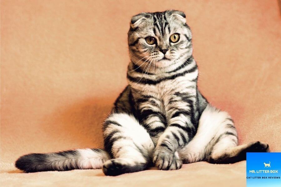 Upright seated cat