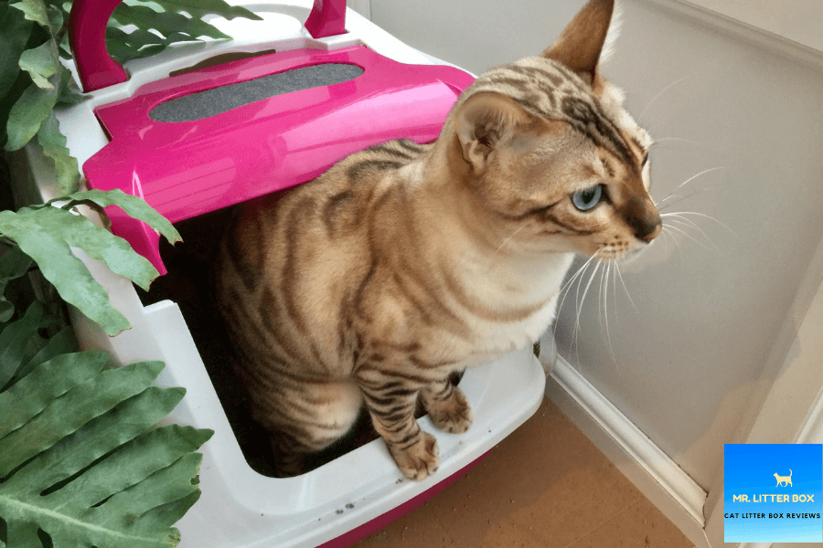 A cat exiting a litter box