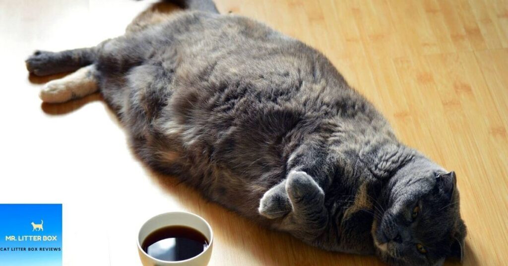 fat cat lying on the floor