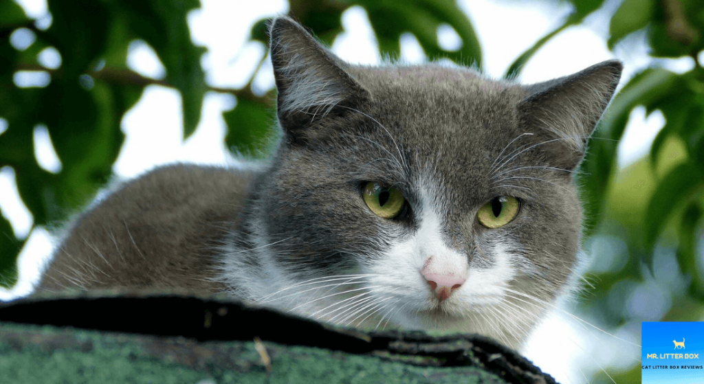 Cat resting on branch