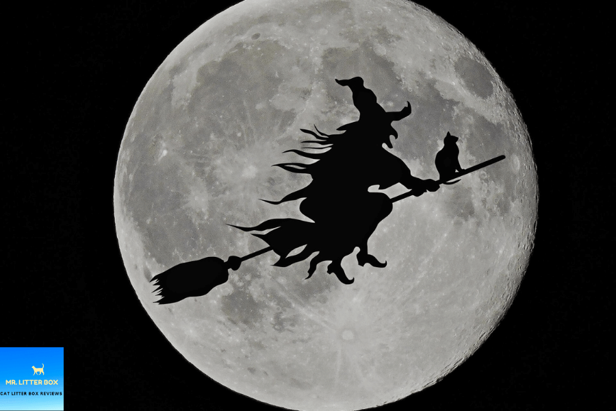 Witch on a broom with his cat