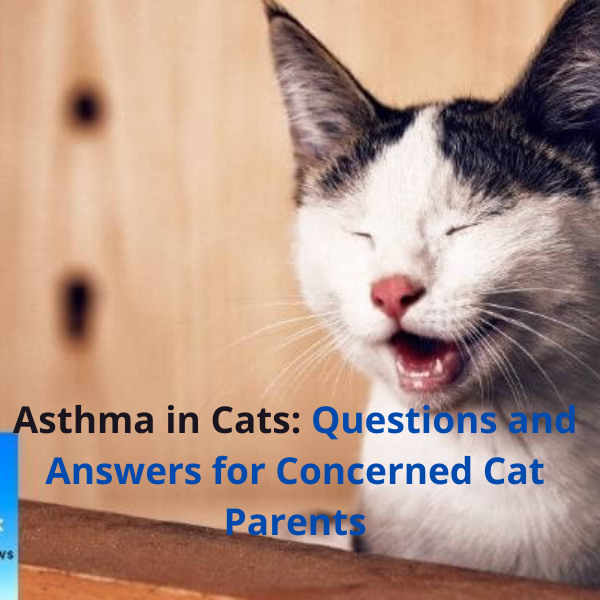 Picture of an asthmatic cat